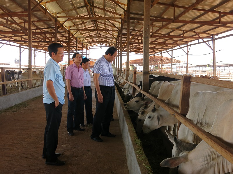 Giết mổ gia súc theo cách nhân đạo tăng sức cạnh tranh của gia súc Việt