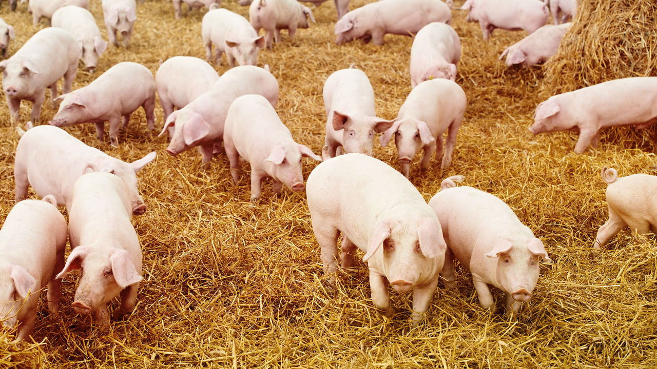 Môi trường chăn nuôi đảm bảo giúp vật nuôi được thoải mái, cung cấp được thịt sạch