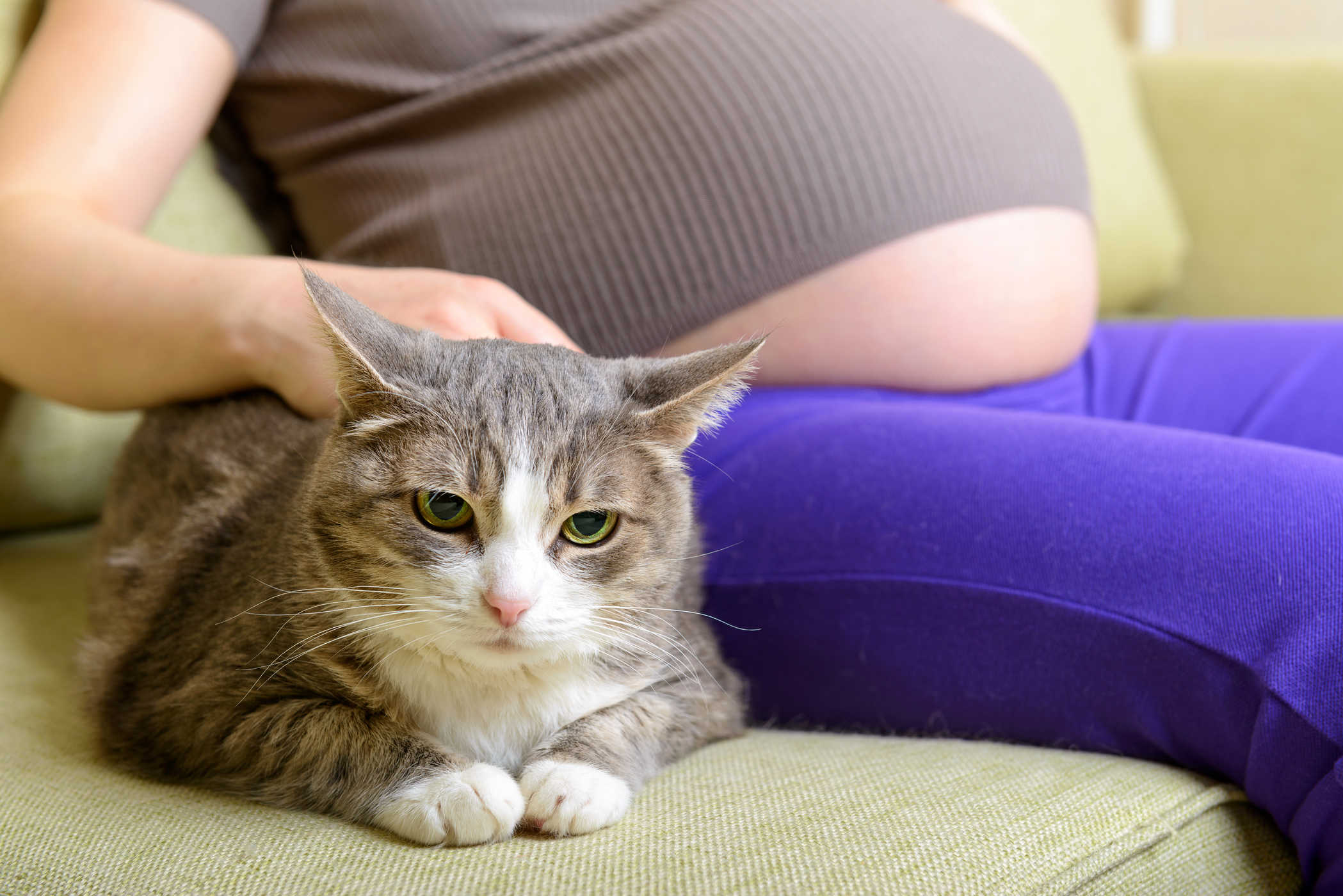Hãy tránh xa chó mèo khi mang thai đôi