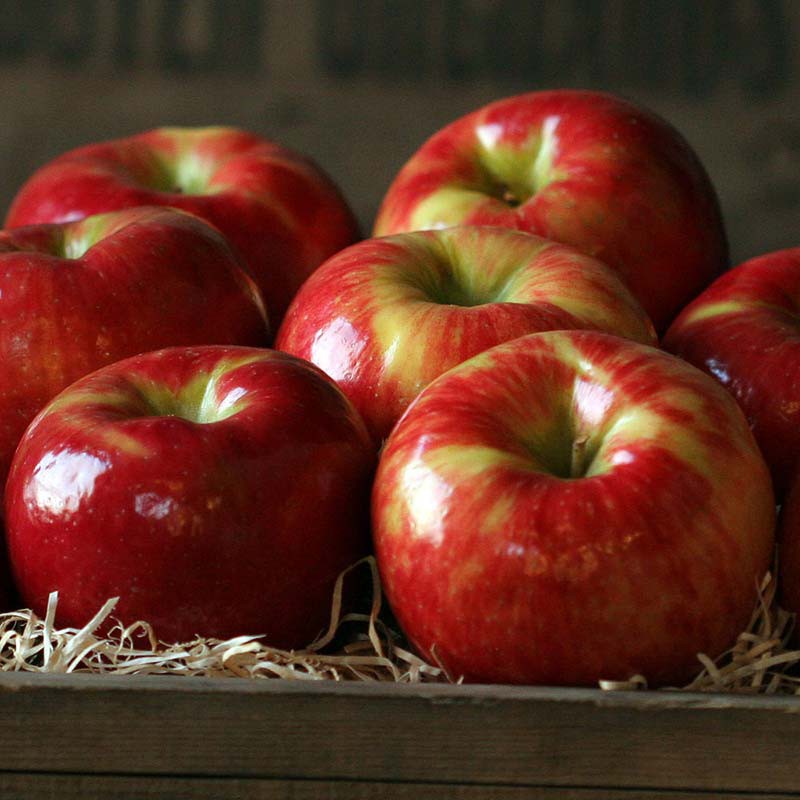 Tăng cường hệ miễn dịch và khôi phục thể trạng nhanh chóng bằng cách tiêu thụ táo mỗi ngày