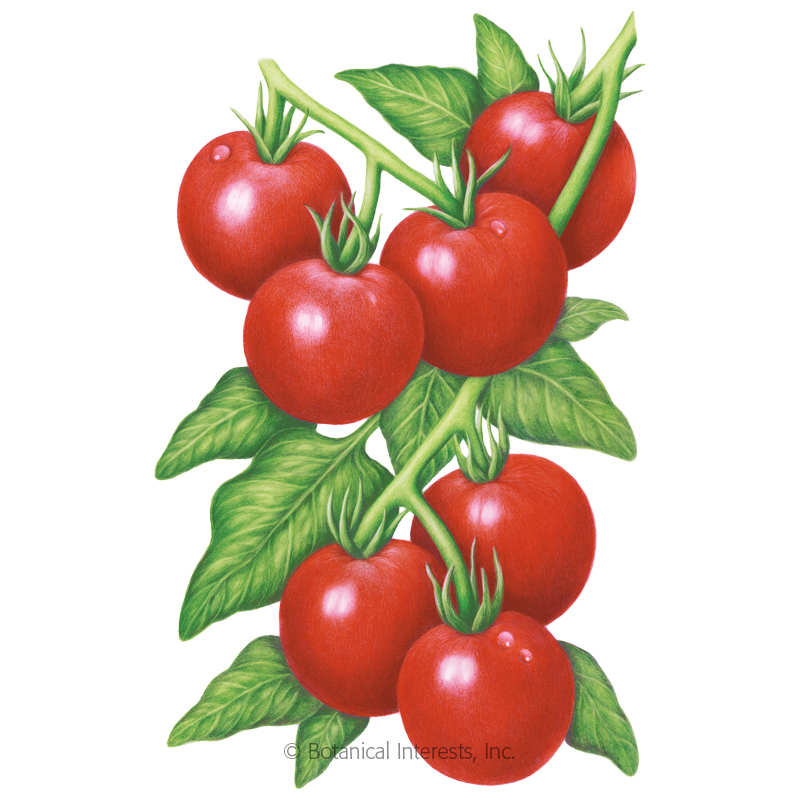 Cà chua - thực phẩm nên cung cấp hằng ngày cho cơ thể khỏe khoắn