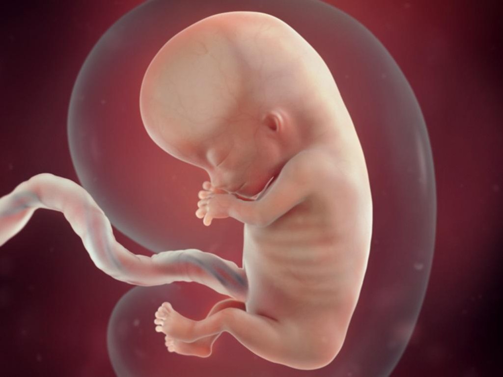 Ở tuần 14 bộ phận sinh dục của thai nhi đã có những bước tiến triển nhỏ