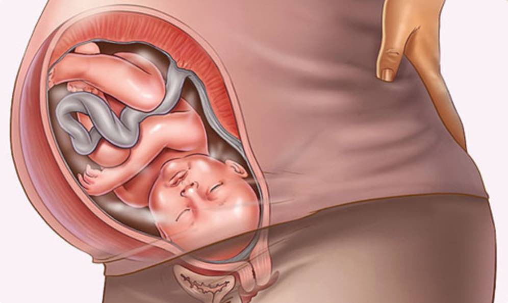 Hình ảnh siêu âm thai 35 tuần