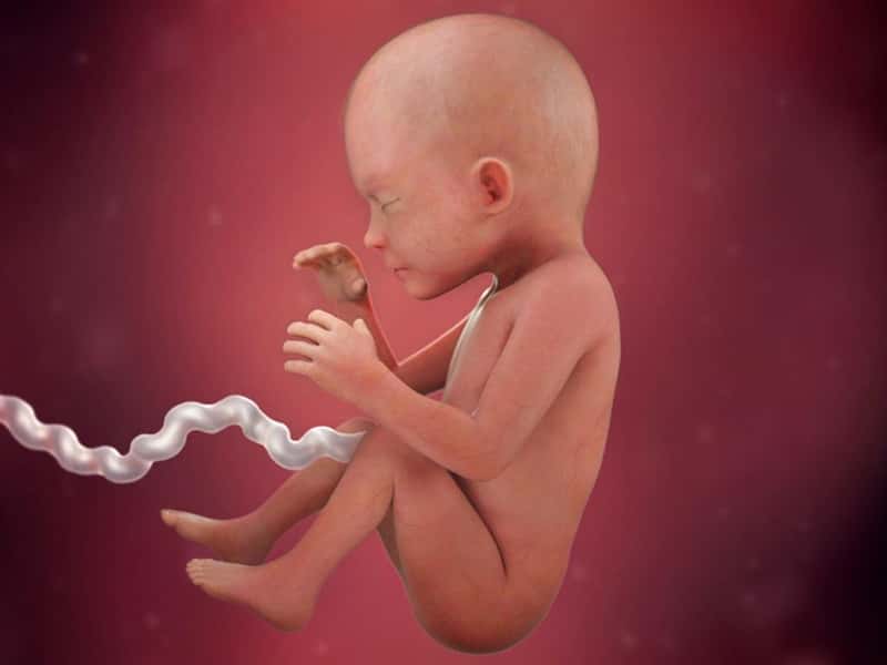 Hình ảnh siêu âm thai nhi 23 tuần tuổi