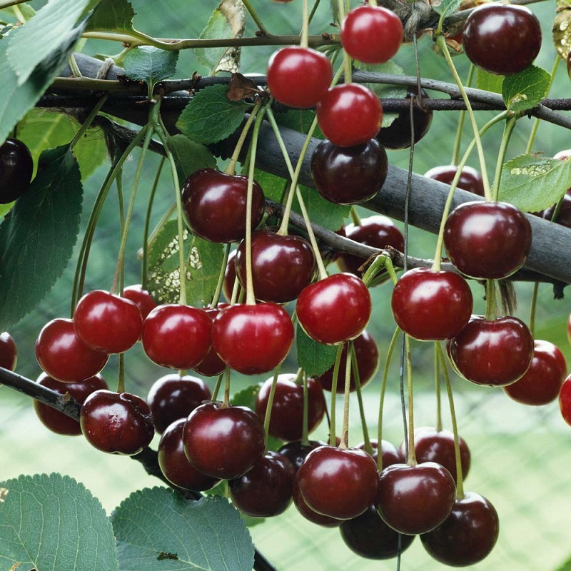 Quả anh đào - cherry chứa nhiều chất tốt cho cơ thể mẹ