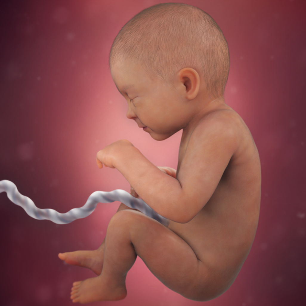 Sự phát triển của thai nhi tuần thứ 33 trong bụng mẹ