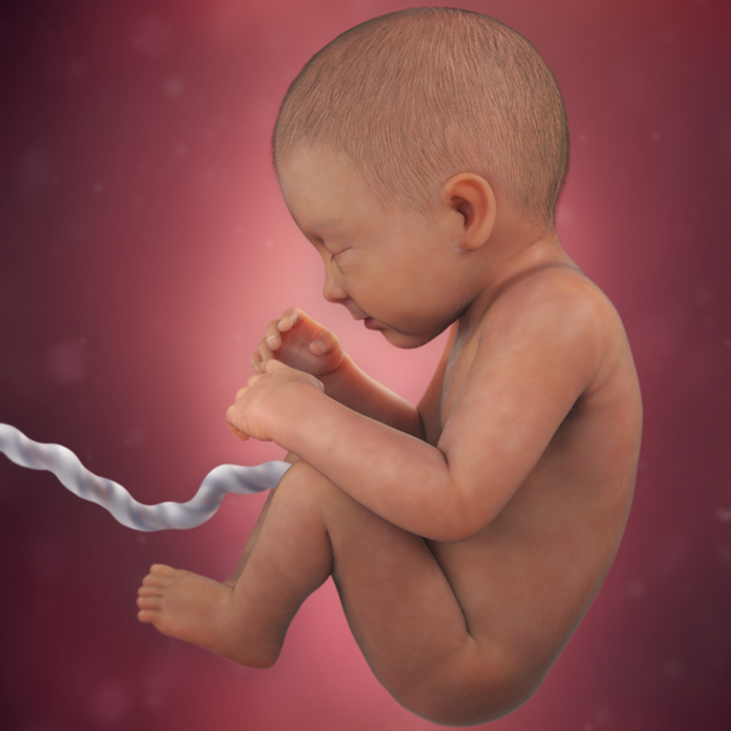 Thai nhi 34 tuần tuổi phát triển như thế nào và biết làm gì trong bụng mẹ? 