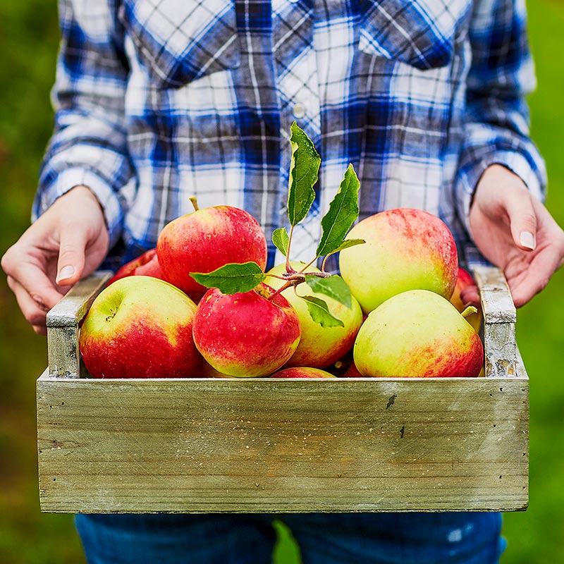 Trái cây của Vựa trái cây Tường Vy được thu mua trực tiếp từ các nhà vườn lâu năm