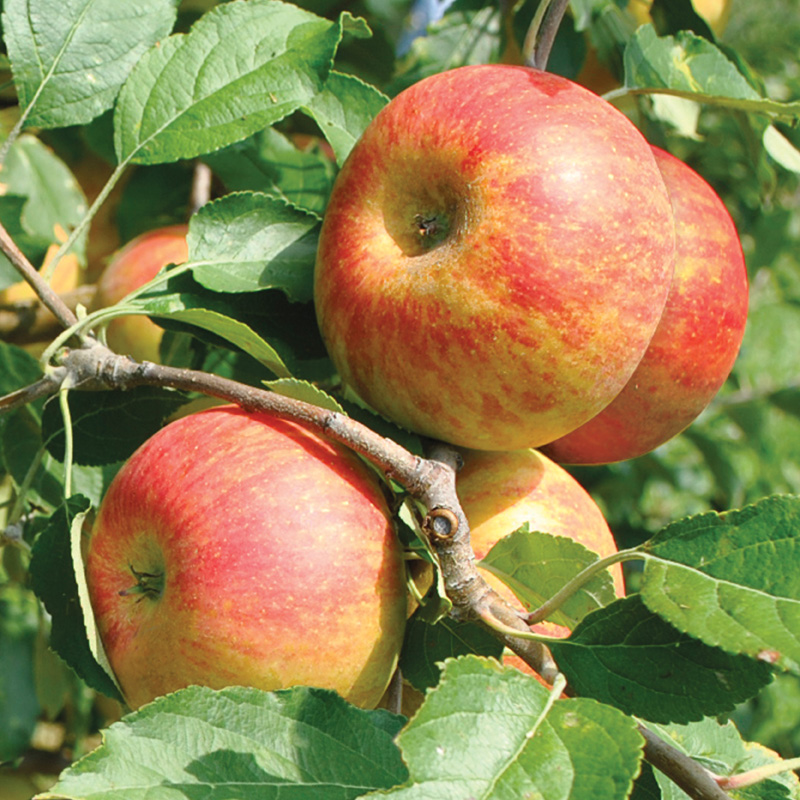Giống táo Ambrosia có màu sắc đẹp và giá cả phải chăng 