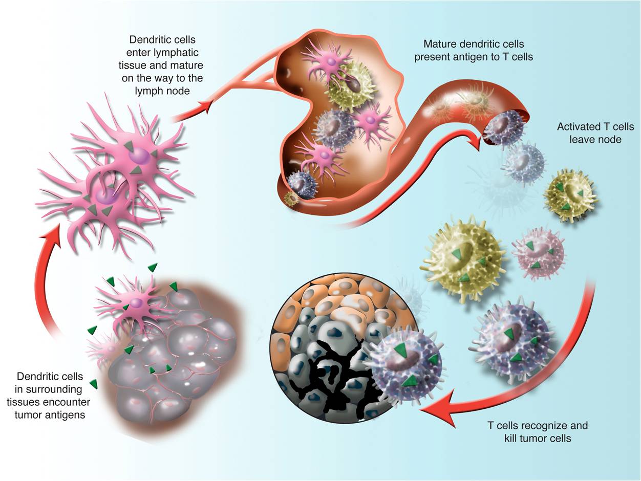 Giai đoạn 3 là tế bào ung thư đã được tìm thấy trong một hoặc cả hai bên buồng trứng