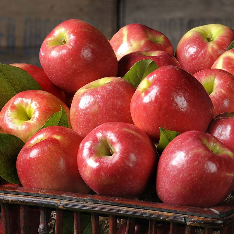 Trái táo rất giàu vitamin C, có tính kháng viêm, chữa bệnh viêm Amidan hiệu quả