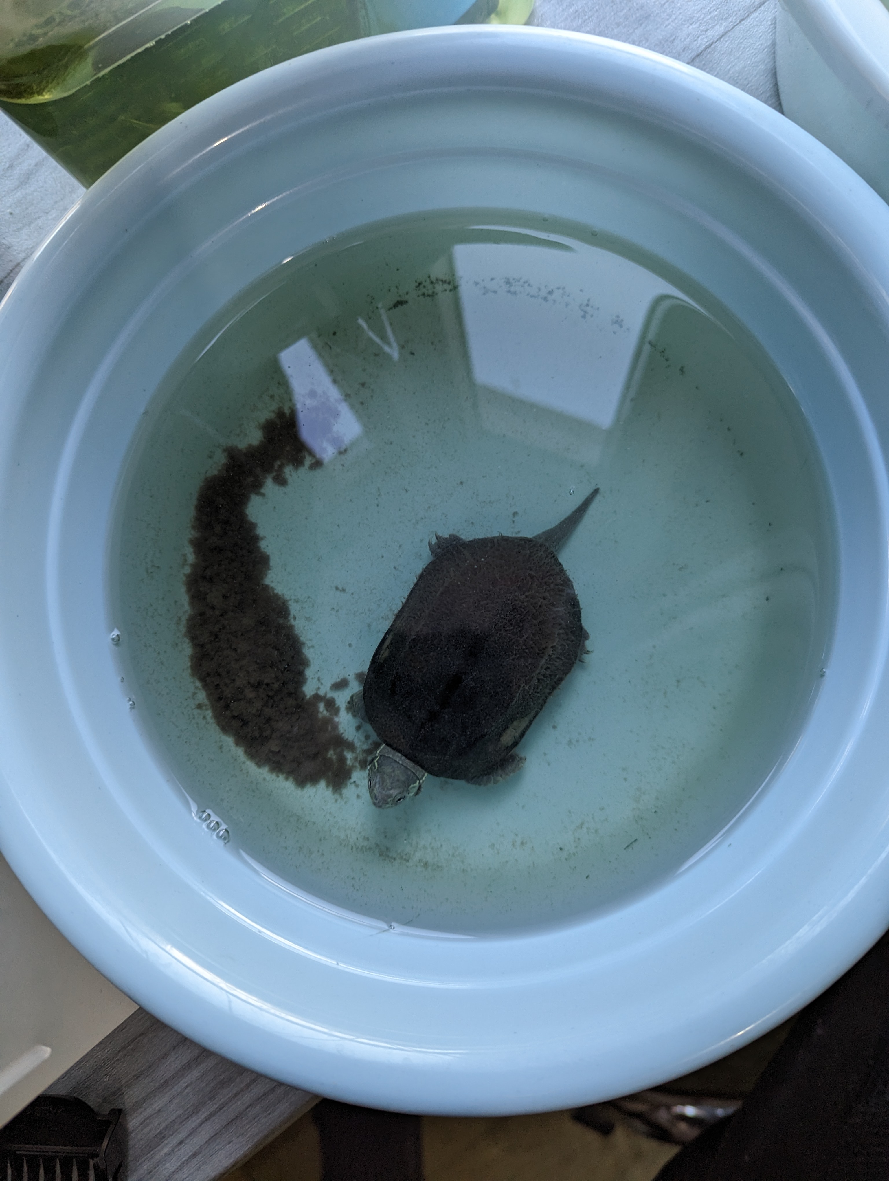 成年公草龟的造粪能力