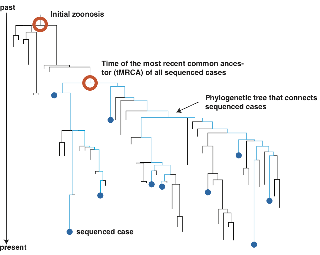 Ejemplo de filogenia donde el tiempo de la zoonosis inicial es diferente del ancestro común más reciente de varios casos secuenciados