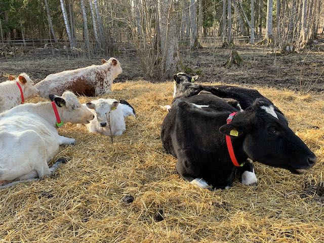 Collar on cows