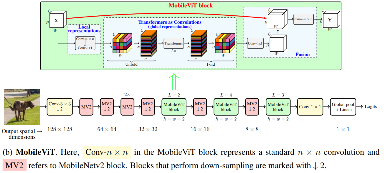 The block diagram of the MobileViT along with the TMobileViT block