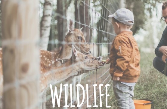 wildlife cover album