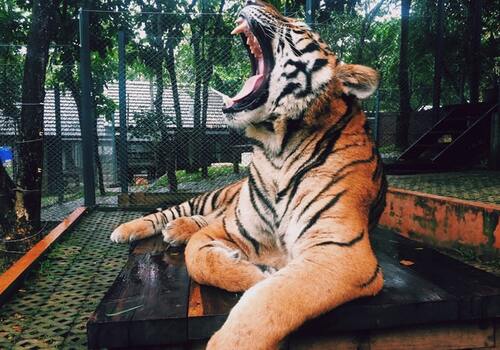 tiger yawning