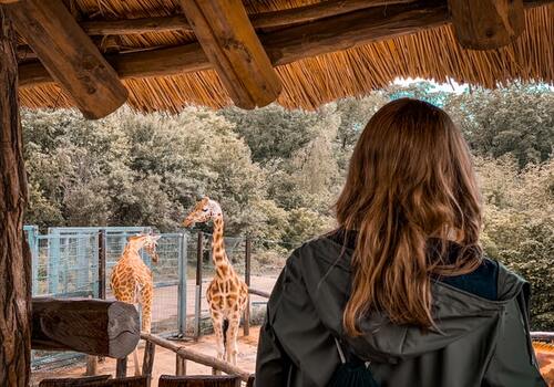 girl watching giraff