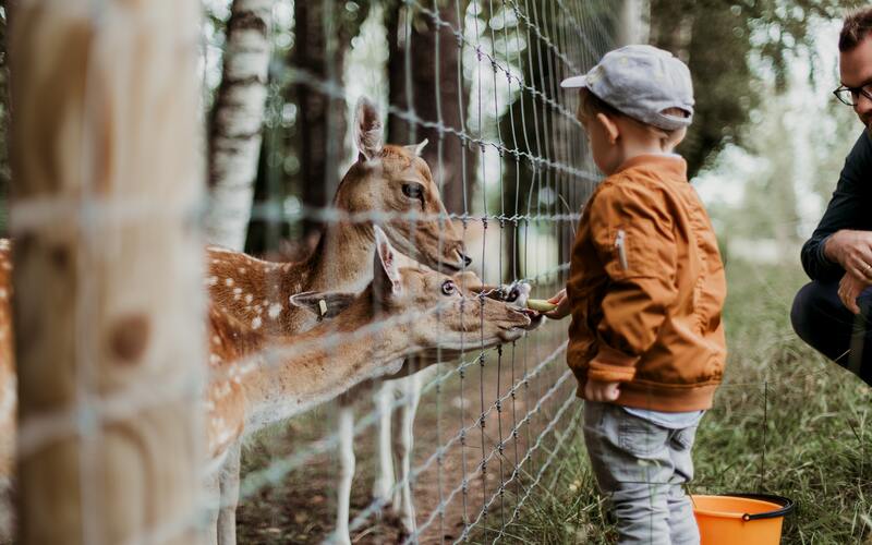 kid feeding animals at zoo