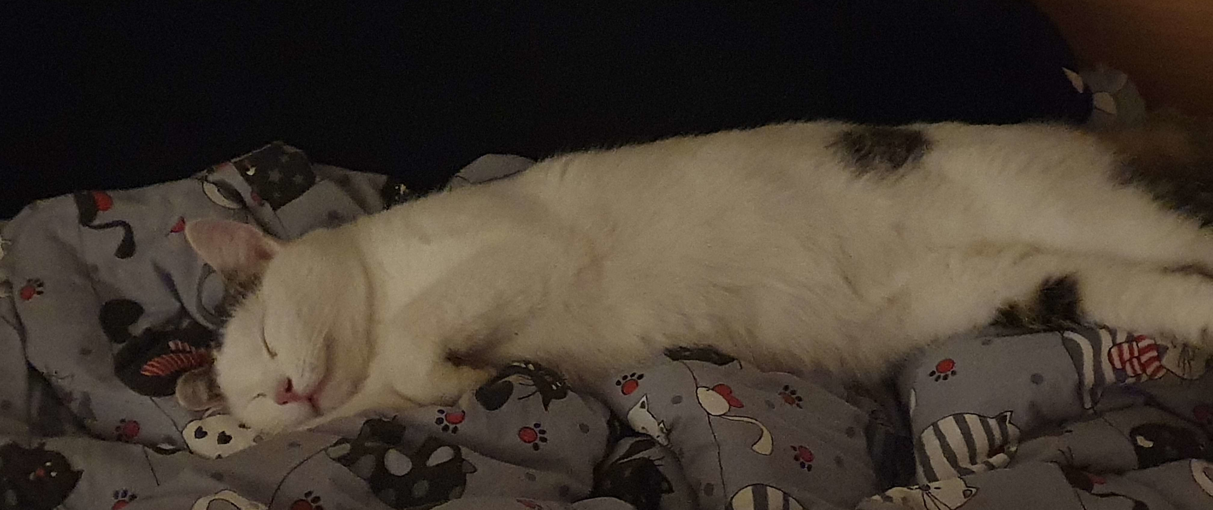 Bild 'findus/bed_eepy.jpg' nicht vorhanden
