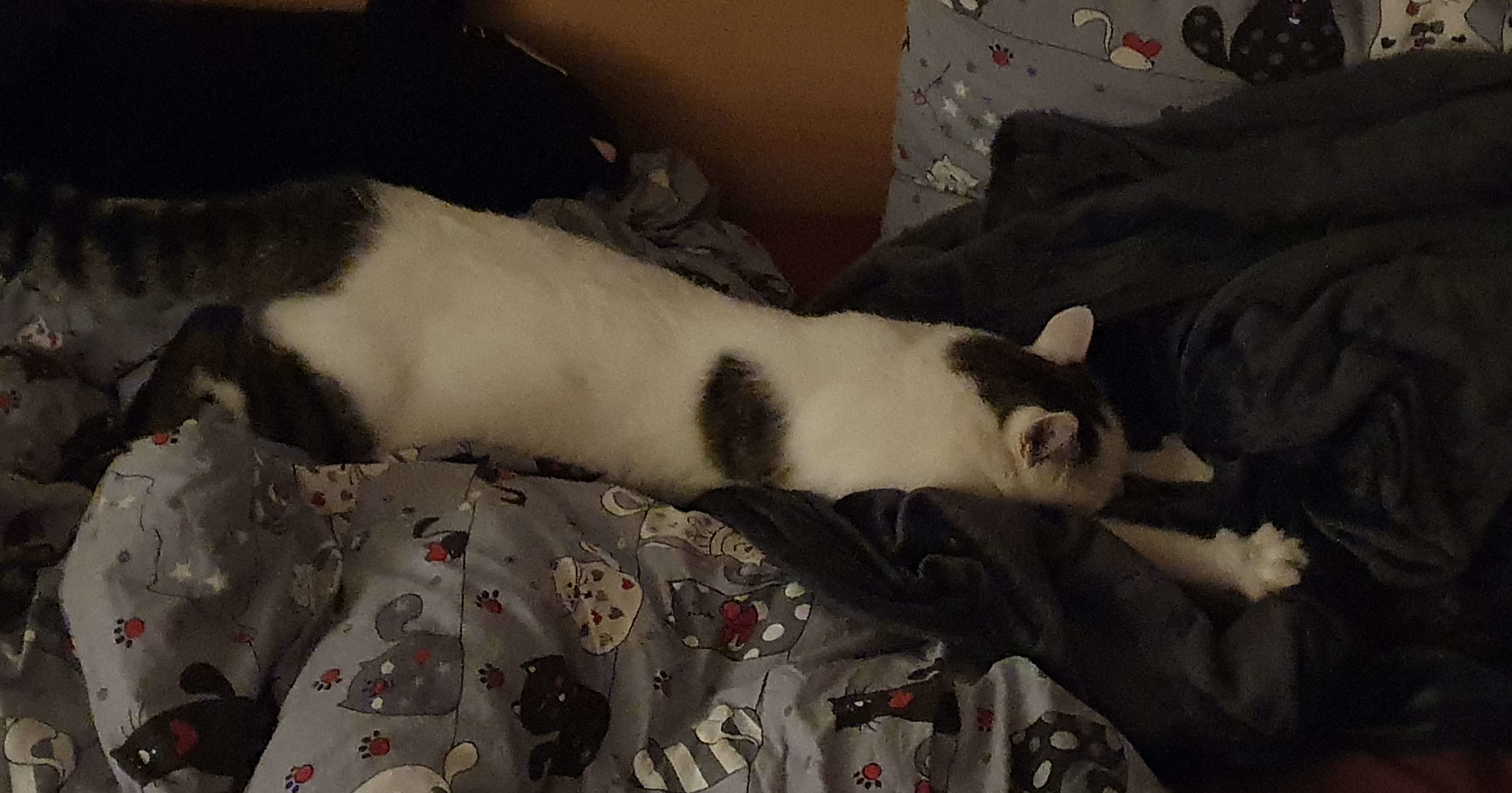 Bild 'findus/bed_silly_stretch.jpg' nicht vorhanden