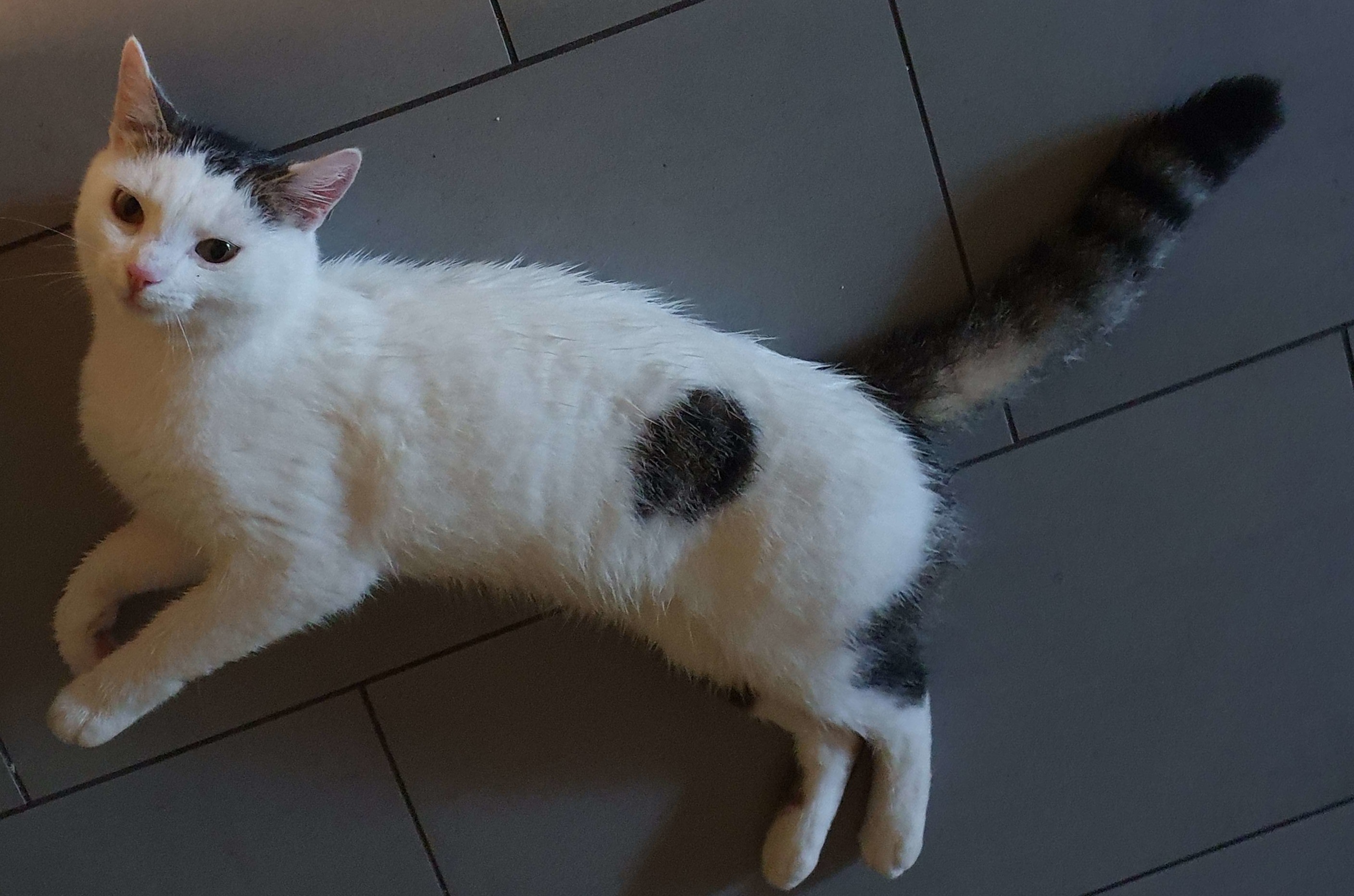 Bild 'findus/chilling_on_da_floor.jpg' nicht vorhanden