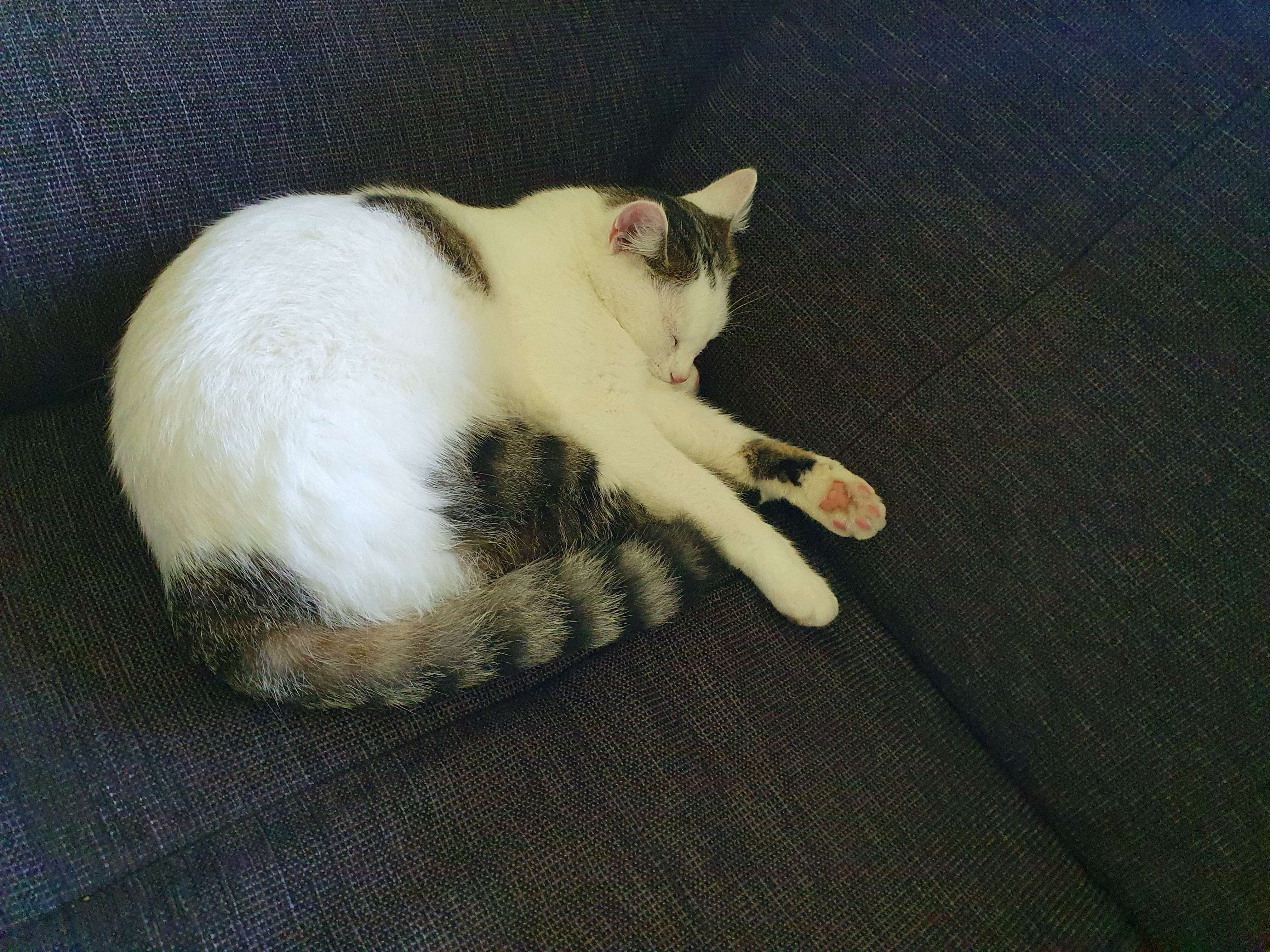 Bild 'findus/couch_eepy.jpg' nicht vorhanden