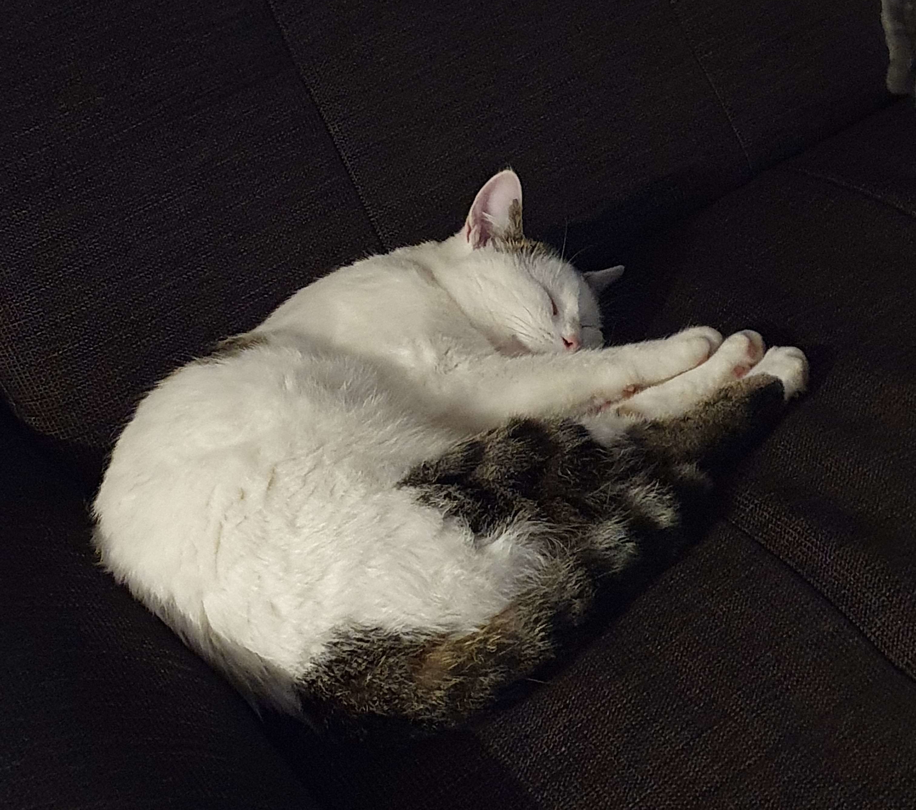 Bild 'findus/couch_eepy_relaxed.jpg' nicht vorhanden