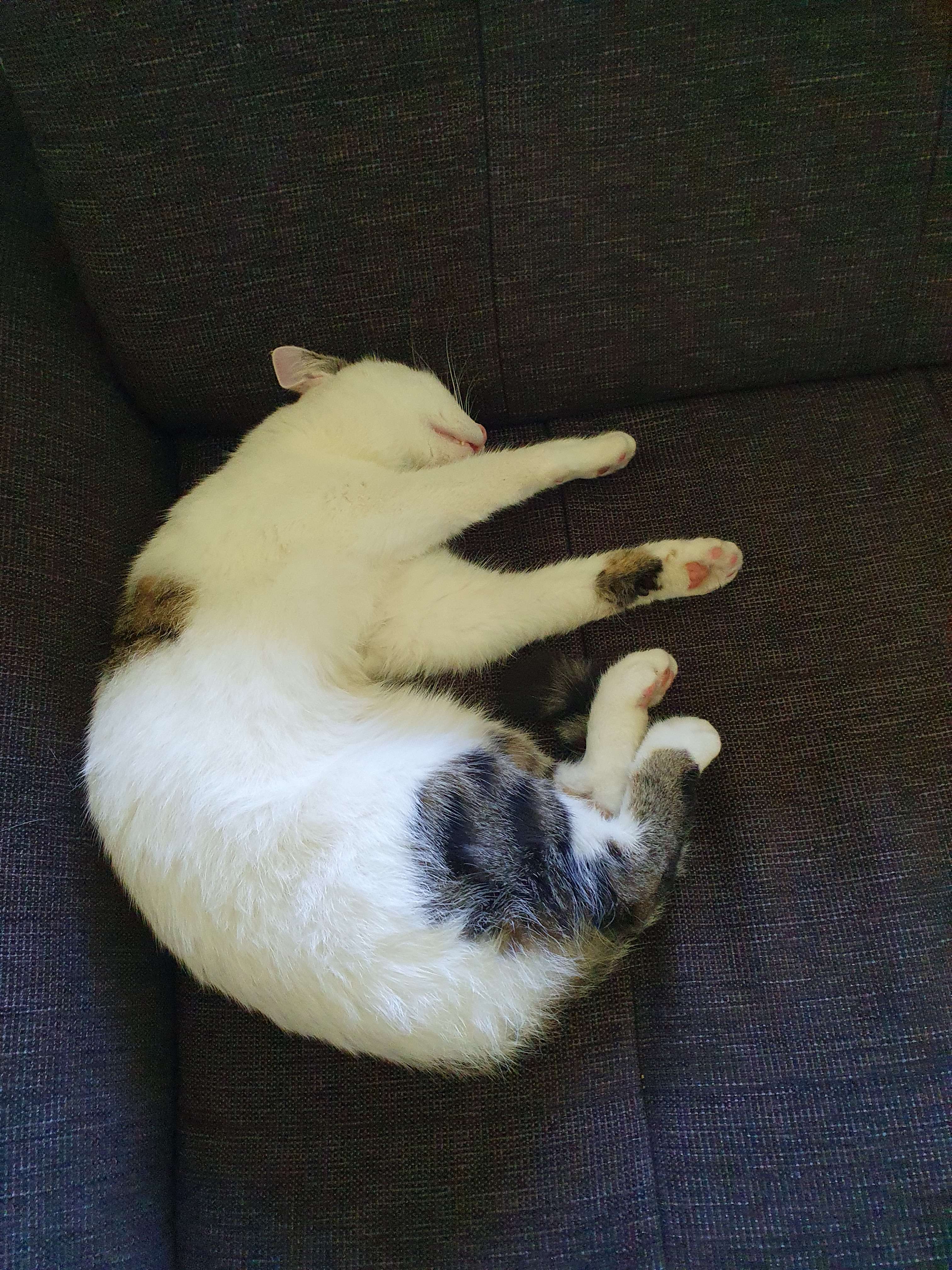 Bild 'findus/couch_eepy_silly.jpg' nicht vorhanden