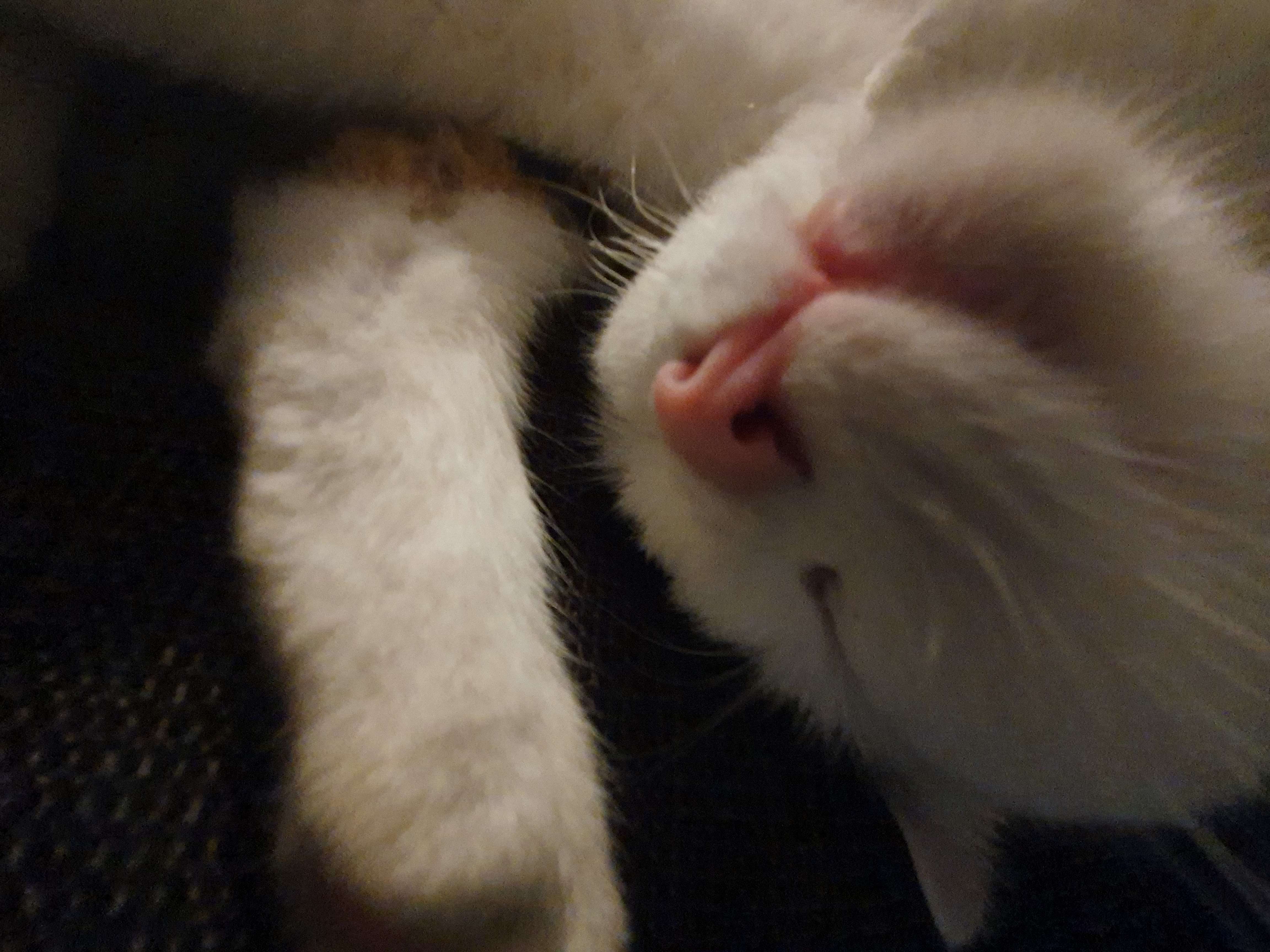 Bild 'findus/nose_boop.jpg' nicht vorhanden