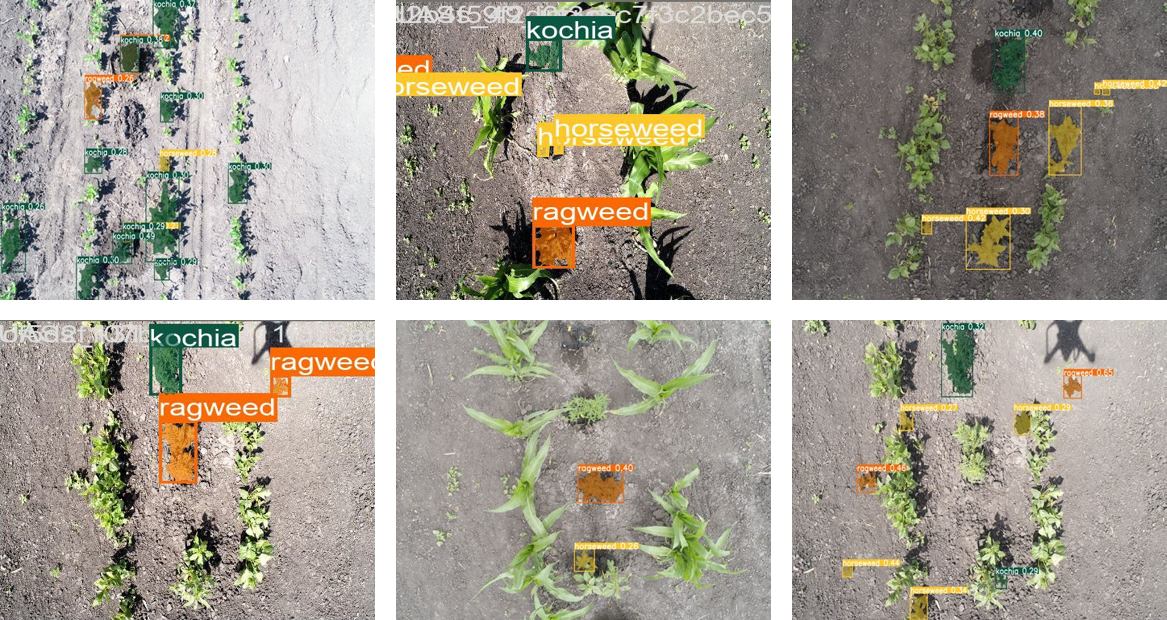 Detected and segmented weed species in aerial images acquired using UAS.