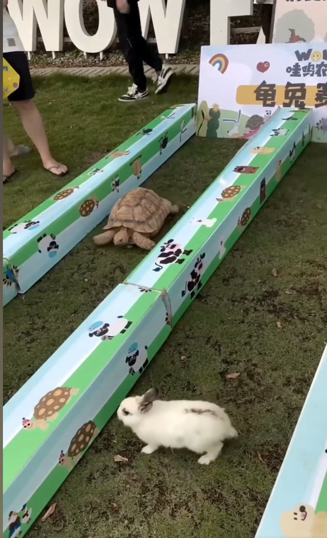 The Turtle, the Rabbit, and the Gita