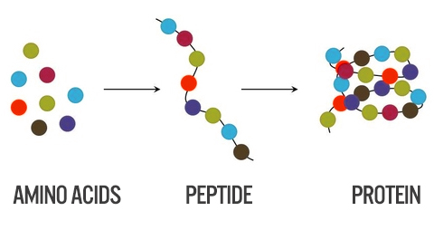 protein-molecule-structure