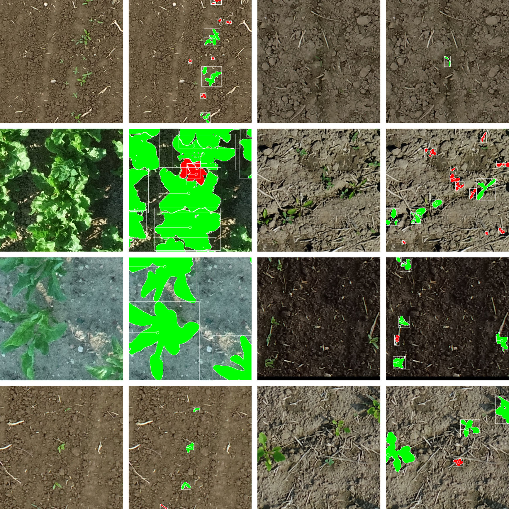 crop-weed dataset