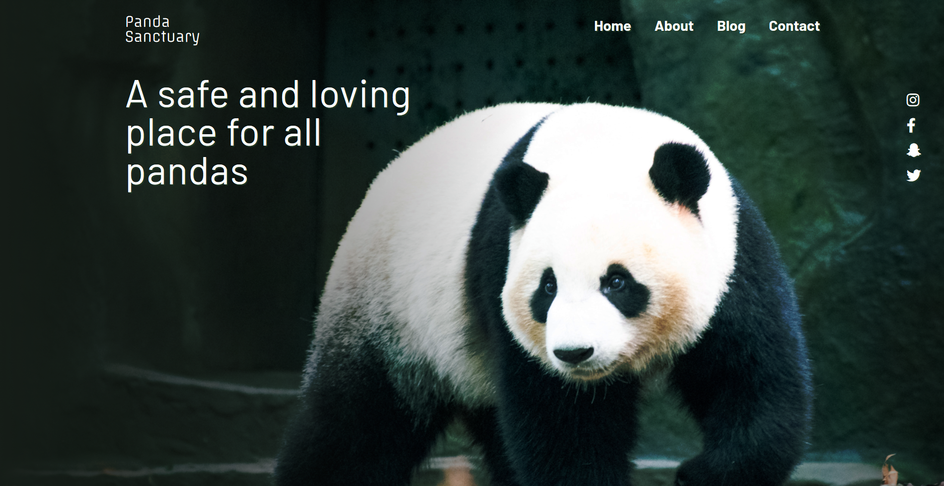 Screenshot of Panda Sanctuary Webpage