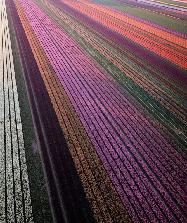 Multicolored tulip field