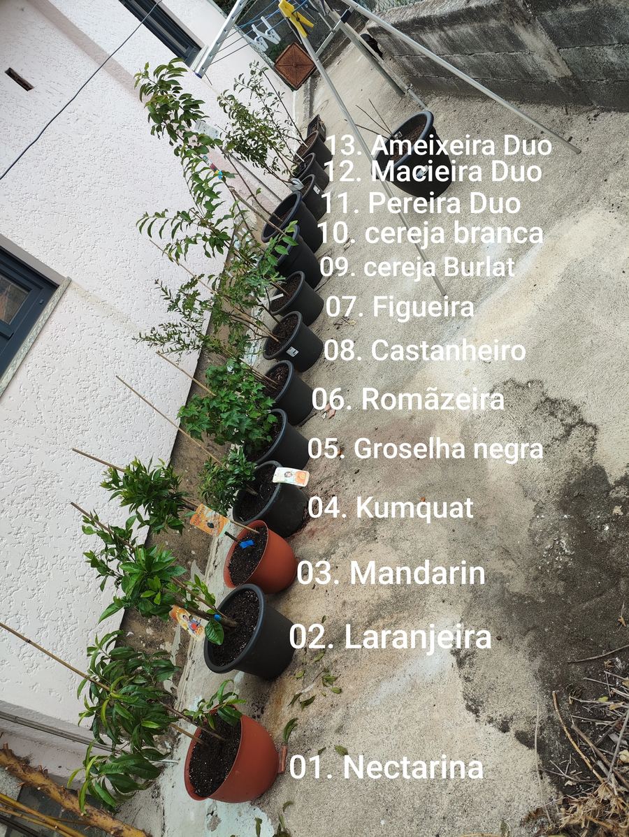 Fornos-ArvoresFruto — 13 árvores