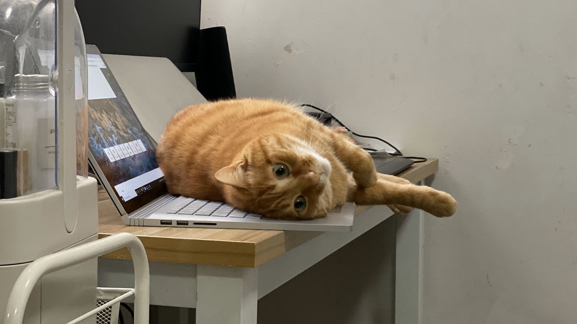 My cat sleep on my keyboard