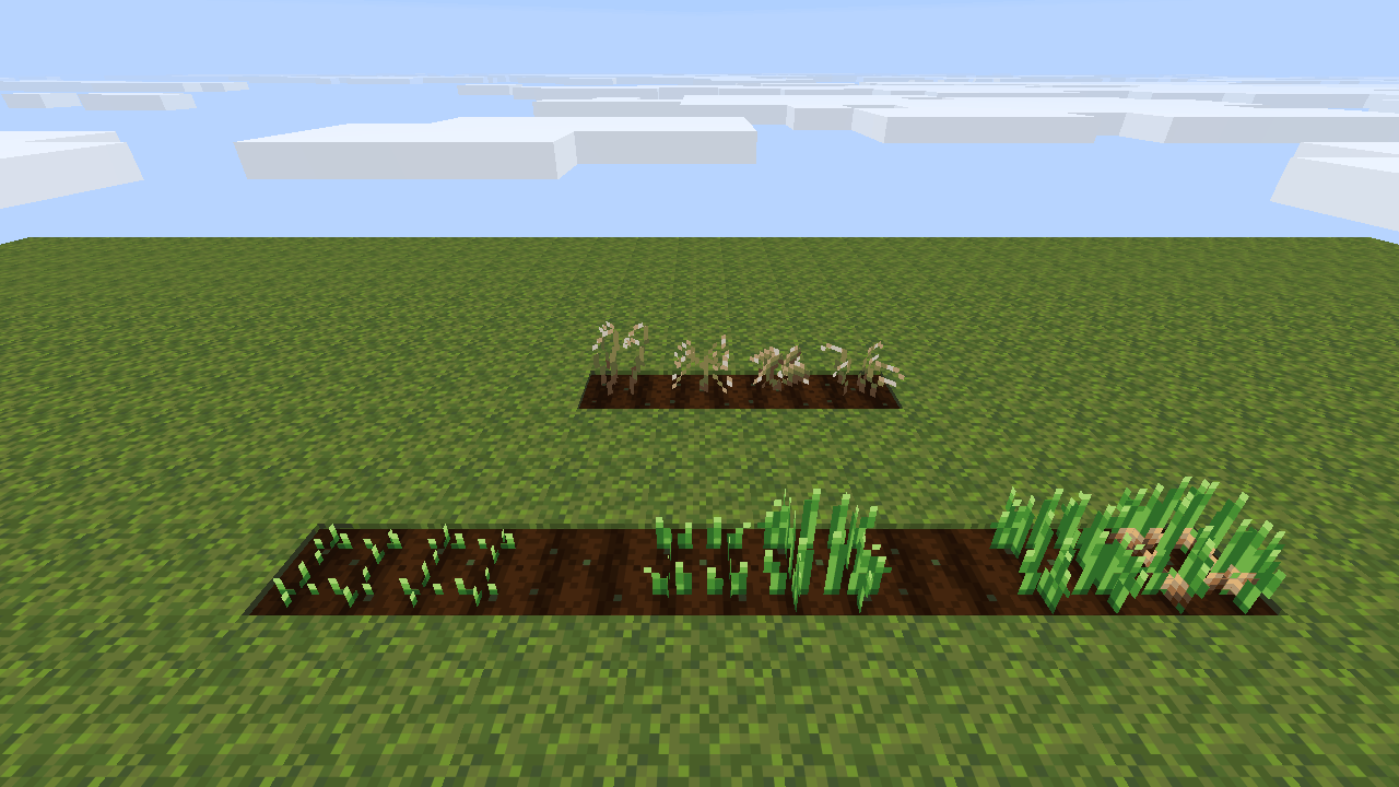 Onions at every growth stage, and dead wheat, carrots, potatoes and onions