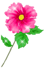 rose garden