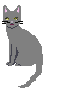 grey cat