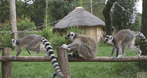 Gif of lemurs leapfrogging over a stubborn lemur on a fence