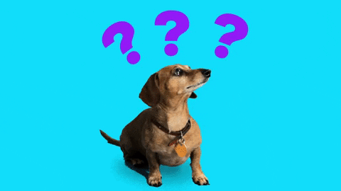 Gif of confused sausage dog with questions marks above its head