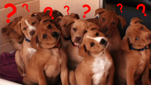 Gif of confused dogs with questions marks above their heads