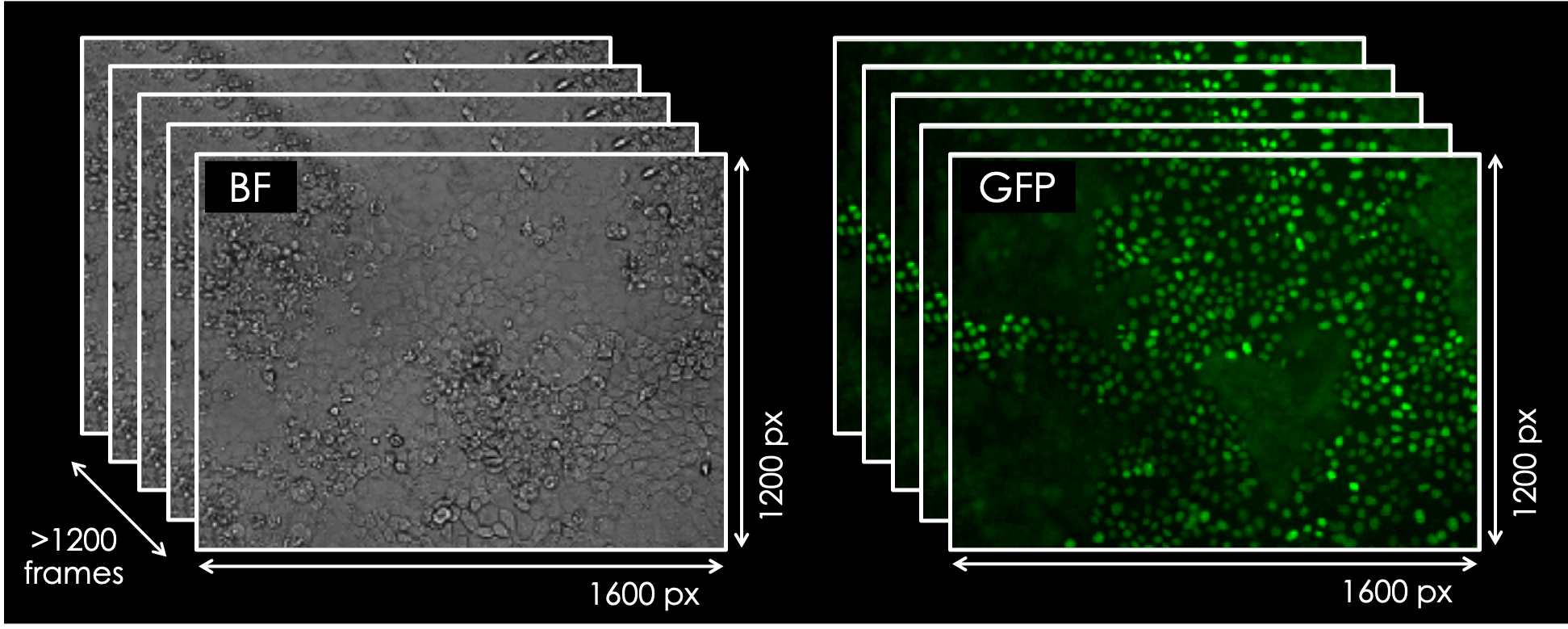 Microscopy Image "Bright field & Fluorescence Microscopy Images"