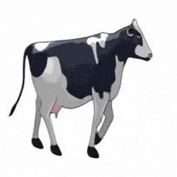 cow_animation