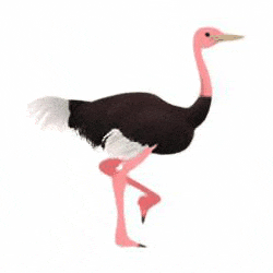 ostrich_animation