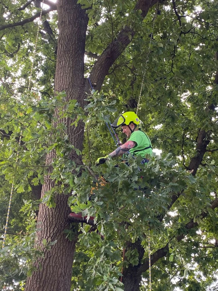 Informationen über die Seilklettertechnik von Baumpflege Trachte in Lemsahl Mellingstedt