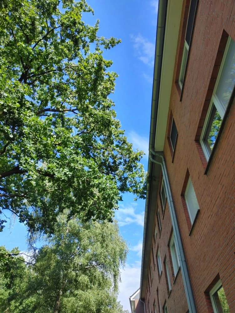Bild eines großen Baumes