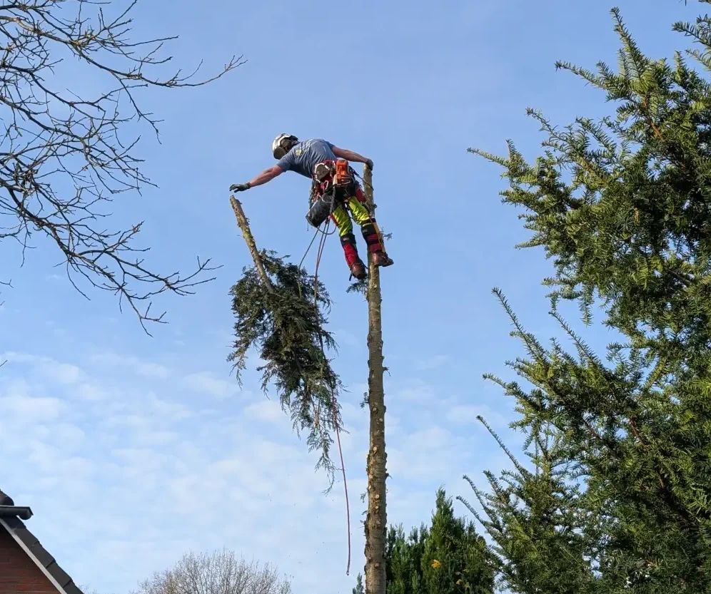 Baumfällung – Kosten, Vorgehensweisen und wichtige Tipps
